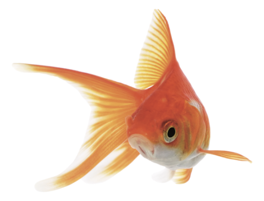 poisson